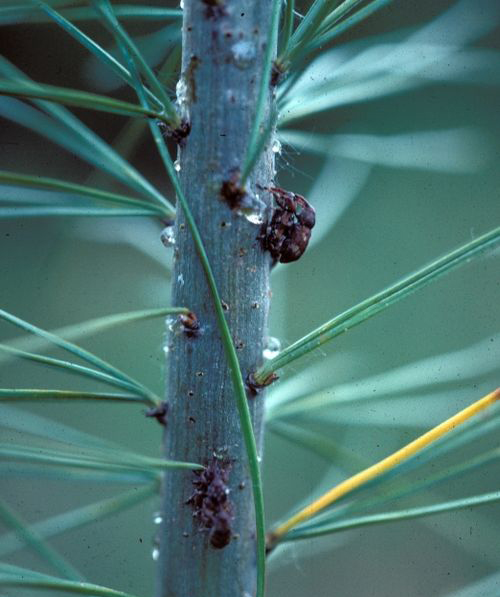 Weevil adults on pine tree branch.